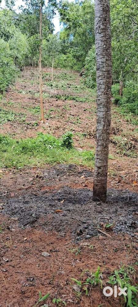 14 cent land in punchakkari