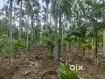 11 adike thota for sale