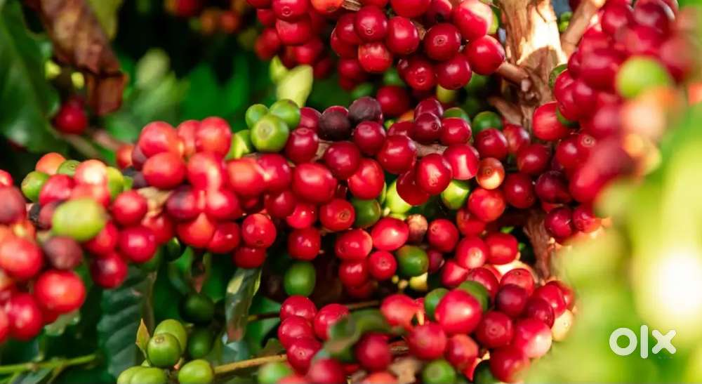 12 ACRES ROBASTA COFFEE CROP FOR LEASE