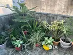 Plants for sale