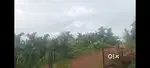 Urgent sale total six acre areca plantations