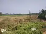 239 cents Land with road frontage @ Mankara, Kaalikavu-Pudur road.
