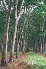 Tapping rubber estate 4.15 acre plus