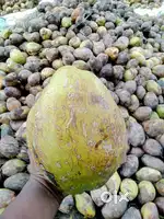 All types of Coconut products are available here