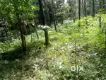 Chully land