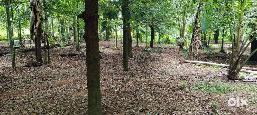 36 CENT LAND FOR SALE AT NEAR MOOKANNOOR