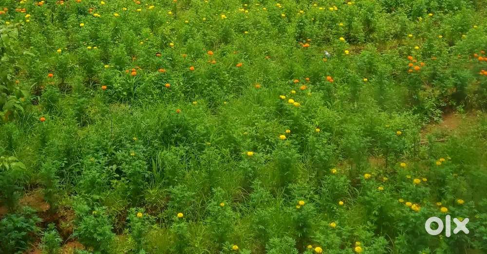 4.5 Acre Wetland For Sale in Vadookara Near Thrissur Railway Station