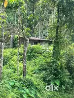 Wayanad tirunelli panjayath 3 cent house selling