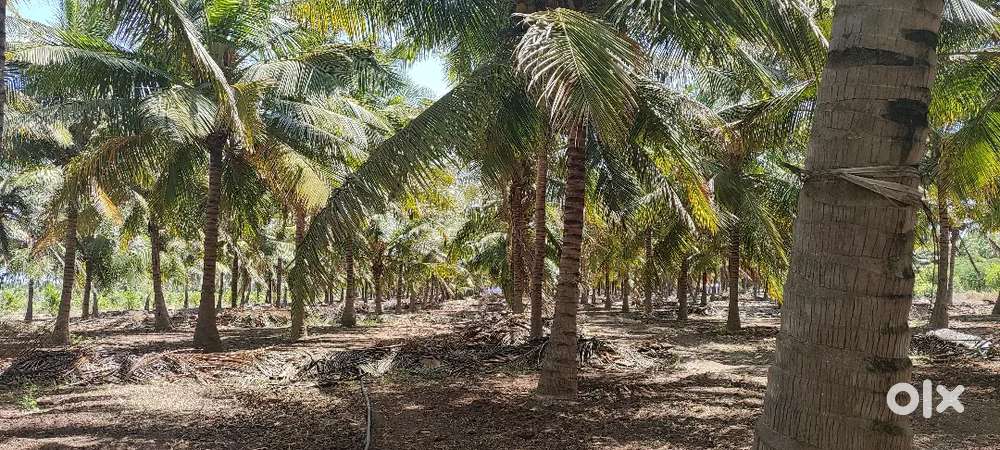 Coconut farm 6.65 Acre