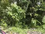 Aluva uliyannoor 5 cent tar road frondage just 800meater nh 47