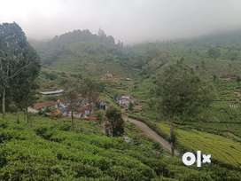 30 years tea estate land