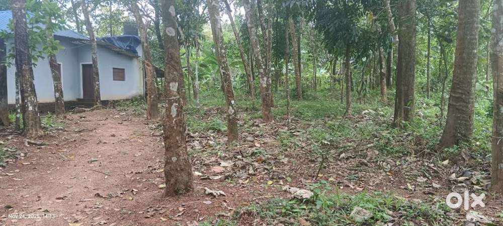 38 cent plot ( more than 100 rubber plants & 1 house)