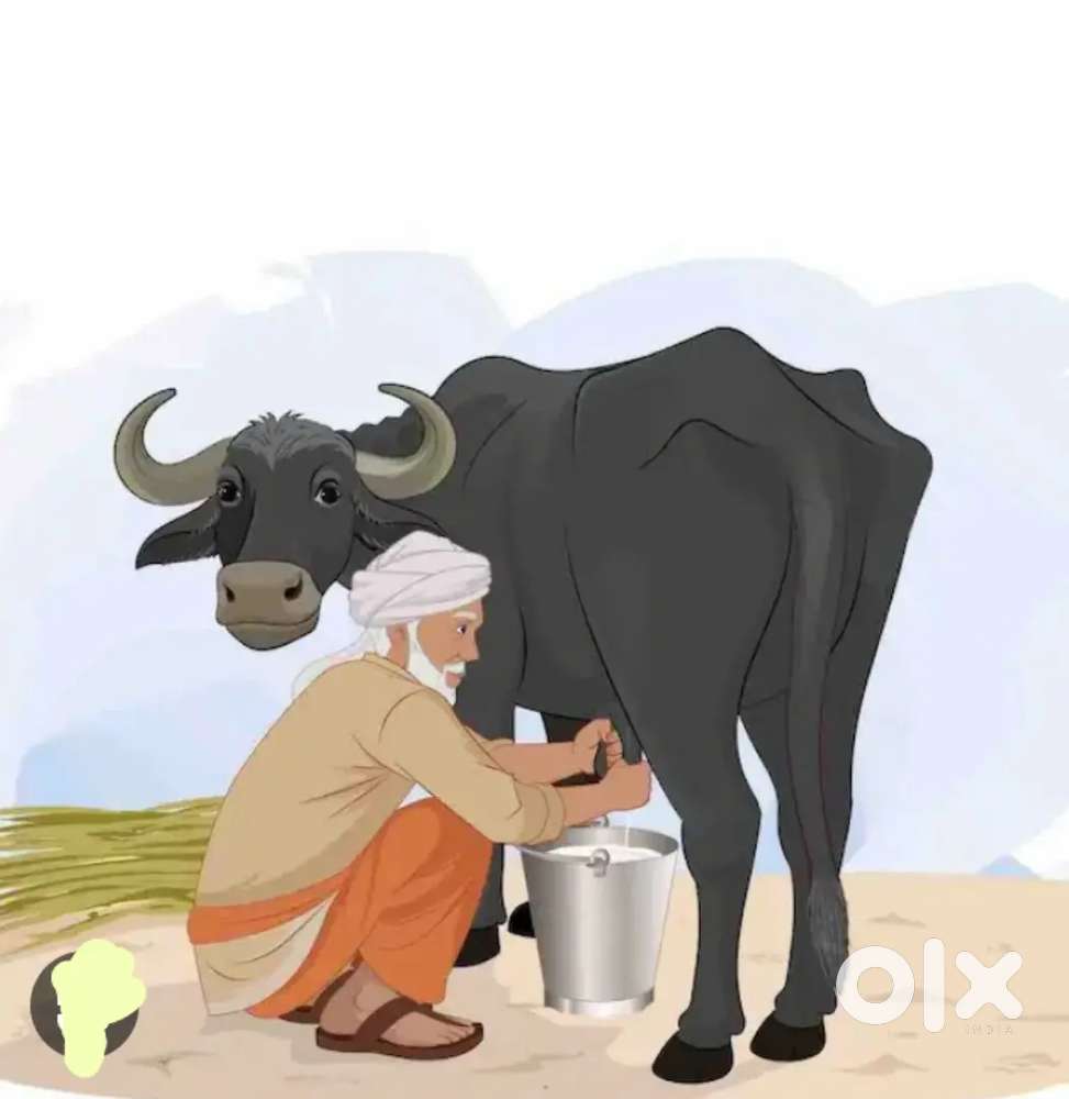 Sri vignaswara Milk dairy