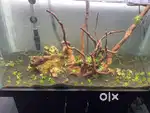 Complete Planted Aquarium setup with furniture