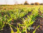 1.20 Acres agricultural land for sale with Thar road approach
