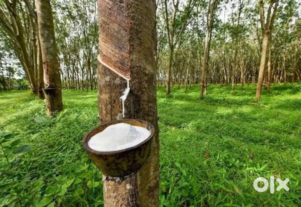 Keo jodi rubber bagan leased dao contect kro