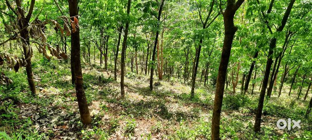 ടാപ്പിംഗ് ആരംഭിച്ച റബ്ബർ തോട്ടം കുറഞ്ഞ വിലക്ക്