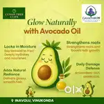 Avacado fruits' plants farming 1+ 2 BENEFITS at VINUKONDA.