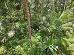 36 cent residential land nissan sight with easy access to main road