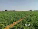 Agriculture land
