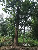 Teak tree -55 inches (2 trees)