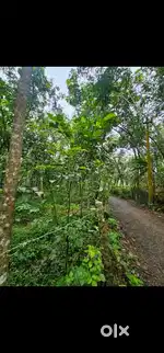 15 സെന്റ് വസ്തു വിൽപ്പനയ്ക്ക് സ്ക്വയർ പ്ലോട്ട്