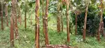 Near kattappana 60cent plot for sale 4 lakhs per cent,it's negotiable