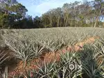 1.88 Acre of Land for Sale near Ezhakkaranad 1.25 lakh/cent Negotiable