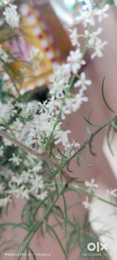 Tirumala Rao sadasiveeni