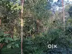 50 cent housing plot for sale in Kannur