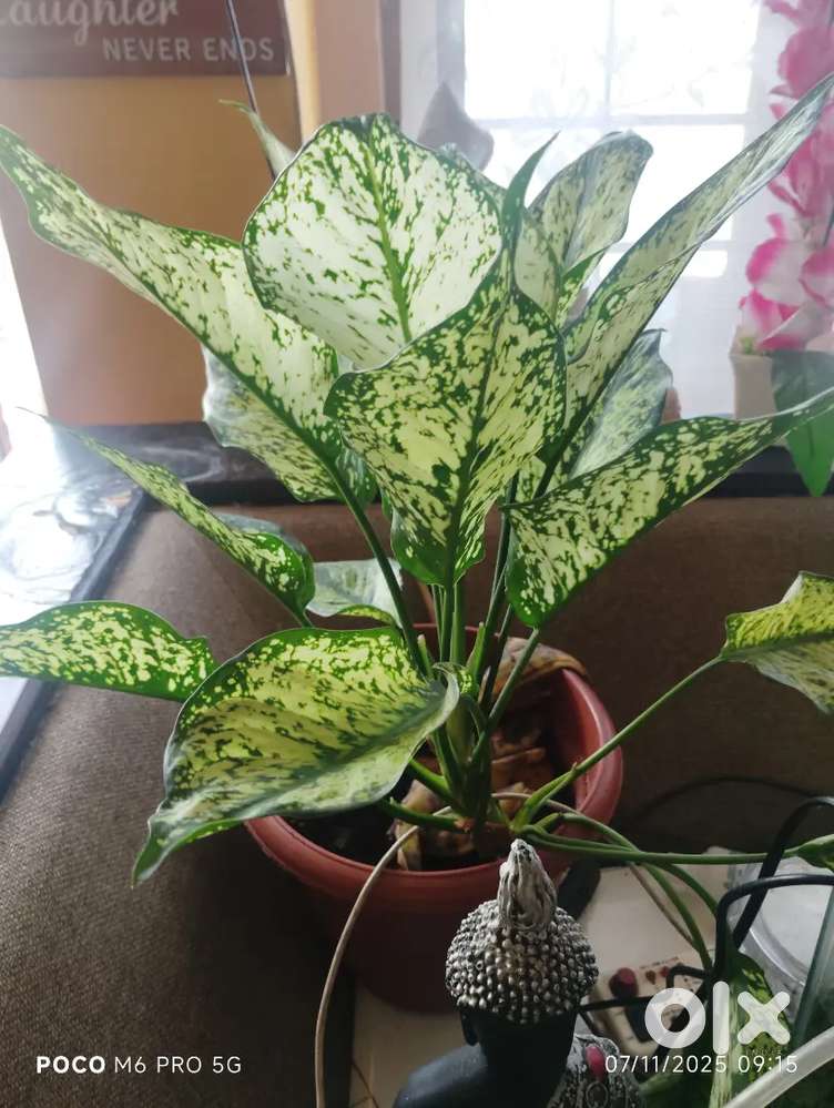 20+ live plant's are available