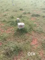 3000sqft patta land sale per sqft 1000 (vengal )