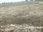 3 Manda hai