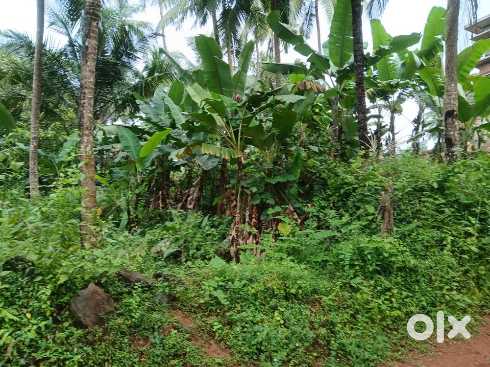 11.5 sent  plot for sale in kozhikod.chellannur pallipoyil