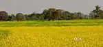 33 bigha patacharkuchi Agri/indus Rs 12,00,000 lakh per bhigha