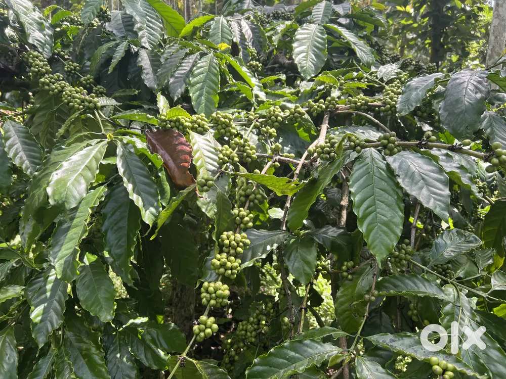 1 ACRE WELL MAINTAINED COFFEE LAND FOR SALE IN PULPALLY