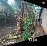 ഓടിട്ട വീടും 7 സെന്റ് സ്ഥലവും വിൽപ്പനയ്ക്ക്