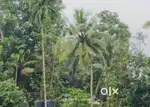 Commercial land for sale ottapalam, mannanoor bridge