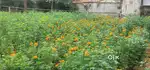 10 cent house plote very close to kadakkal town