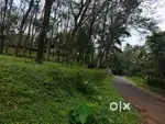 Arakuzha Muvattupuzha 50 cent for sale