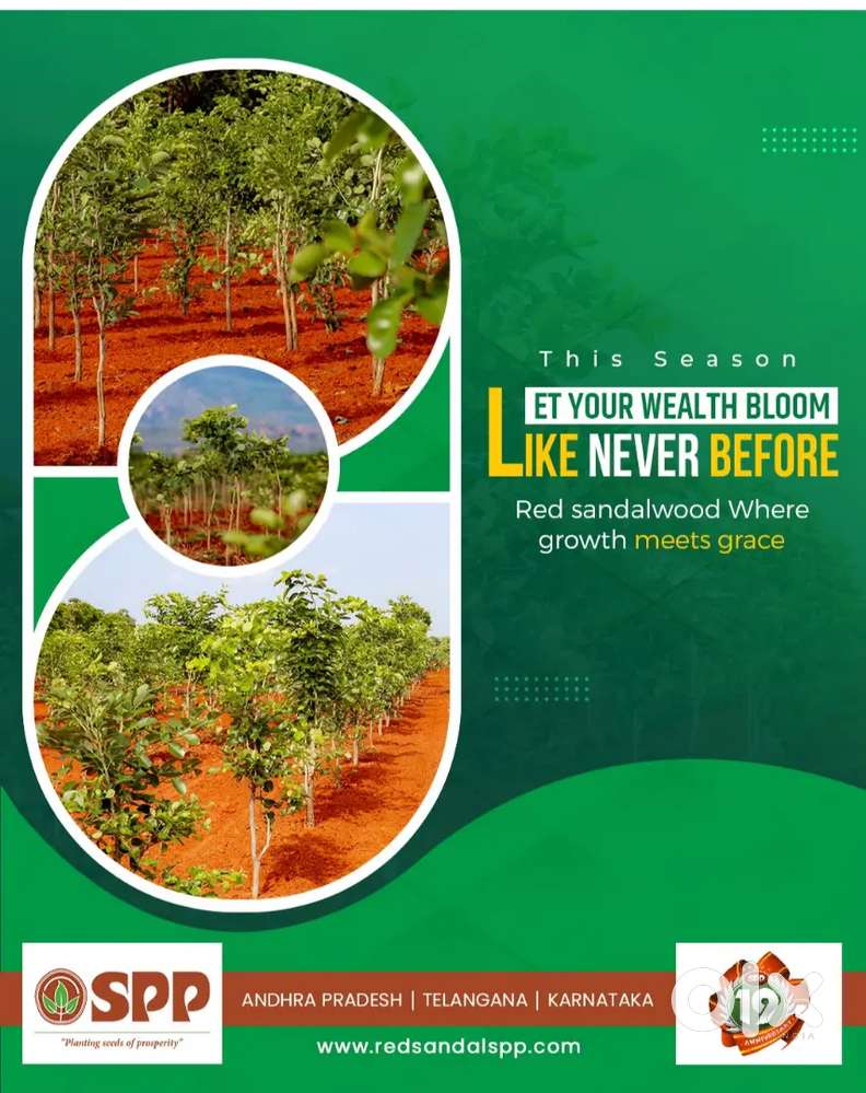 Agriculture land with Red sandal wood plants for sale