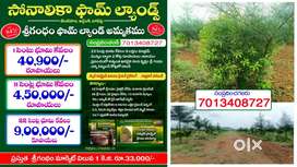 అగ్రికల్చరల్ ల్యాండ్స్ 22 సెంట్స్ 9 లక్షలు # శ్రీగంధం, మహాగని & నేరేడు