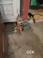 Water pump 0.5hp