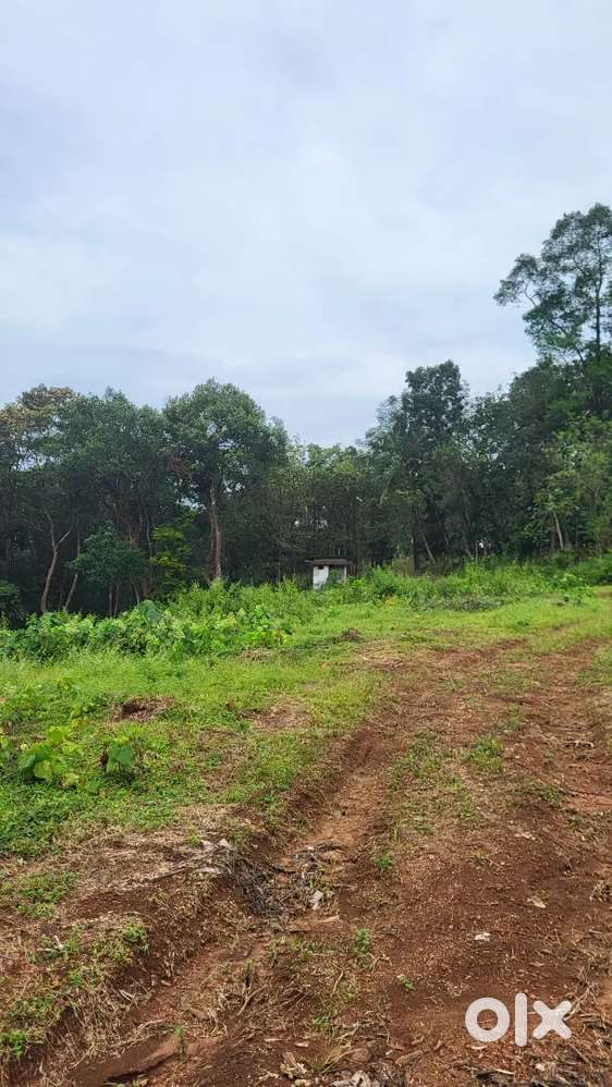 Kothamangalam Nellimattom 4.5 acre purayidam land, Bus route frontage