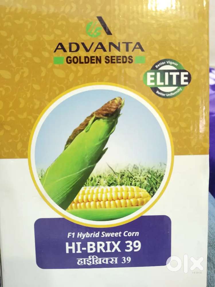 Advanta corn seeds