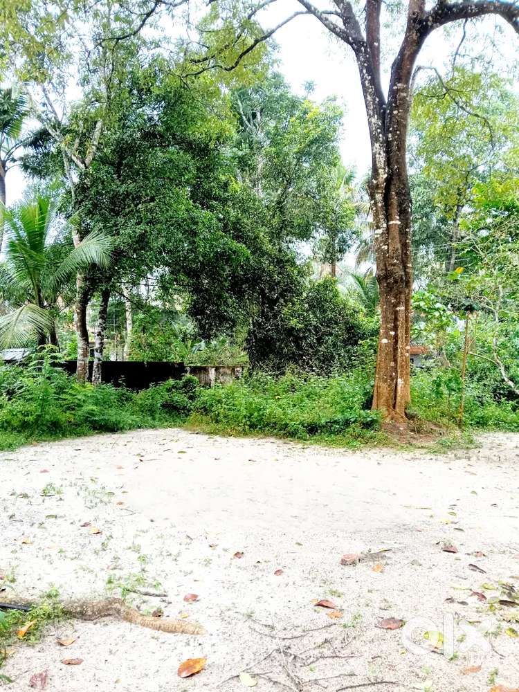 ചേർത്തല കുറുപ്പംകുളങ്ങര ജംഗ്ഷന് സമീപം 13 സെന്റ്