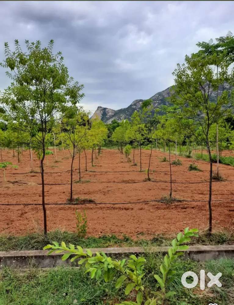 Formlands at ITHEPALLI