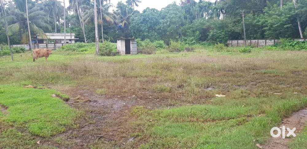 50 cent Plot for sale at eriyad kodungaloor