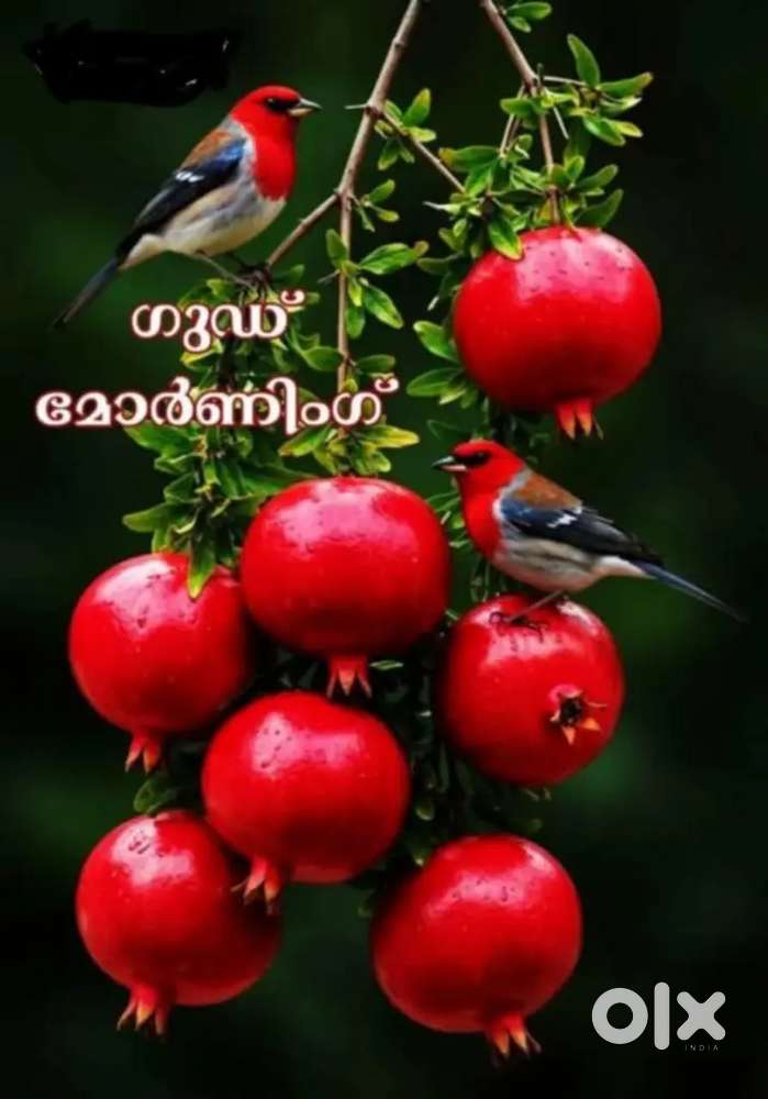 ഓട്ടോറിക്ഷ Daily rent ന് ആവശ്യമുണ്ട്