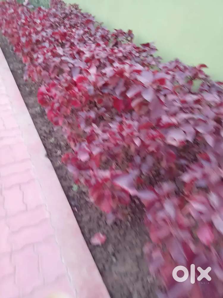 Land for sale build comb